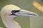 079 Texel